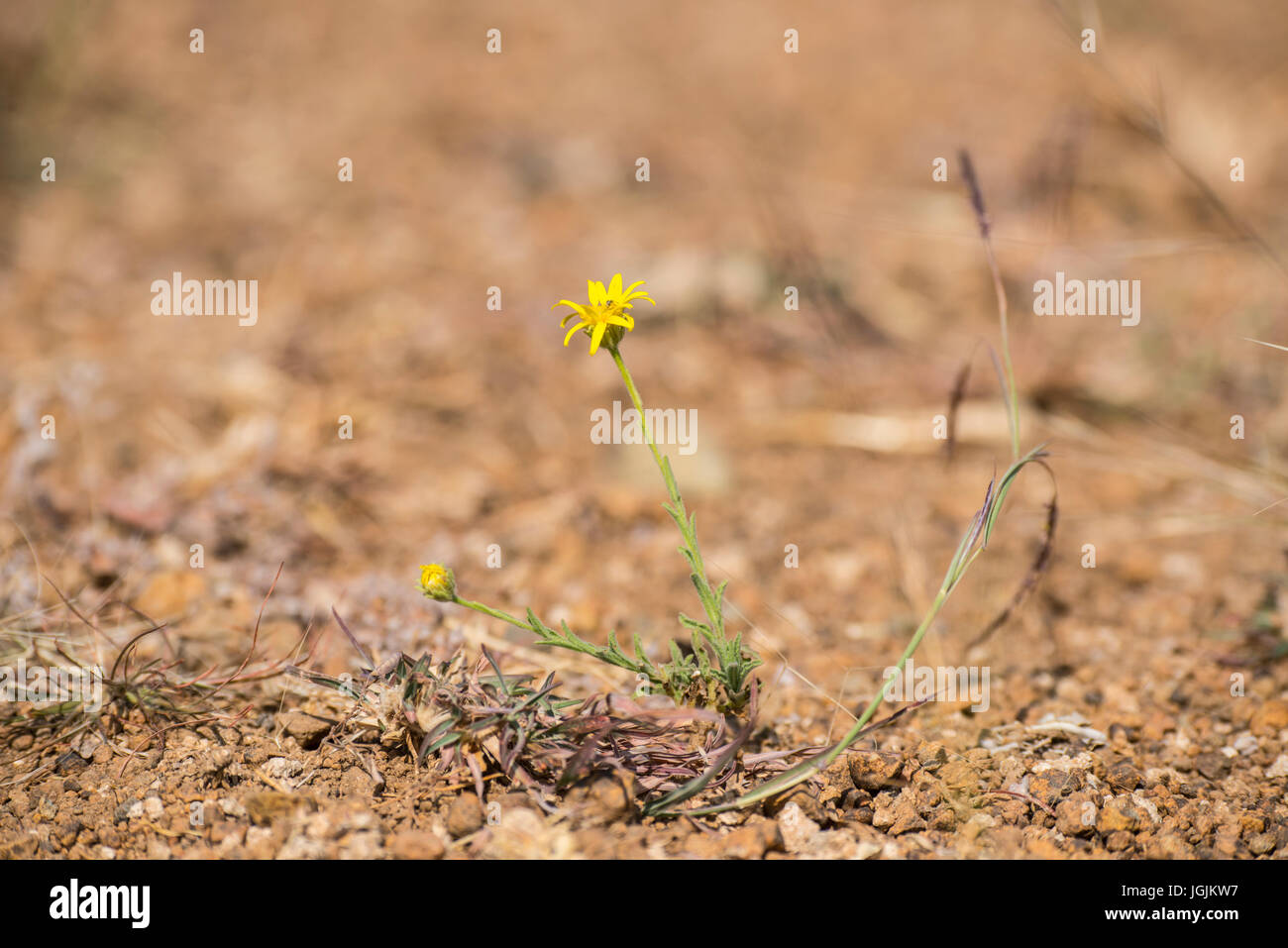 Mayureshwar ist eine kleine Naturschutzgebiet in der Nähe von Pune, eine kleine Population von der Chinkara, die indische Gazelle und indischen Wölfe unterstützt. Stockfoto