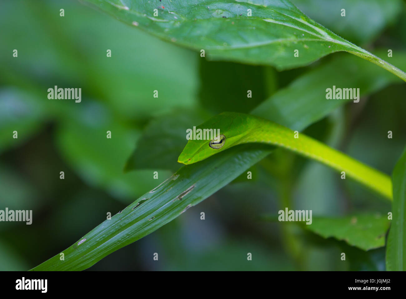 Oriental Whipsnake oder asiatischen Rebe Schlange (Ahaetulla Prasina) Stockfoto