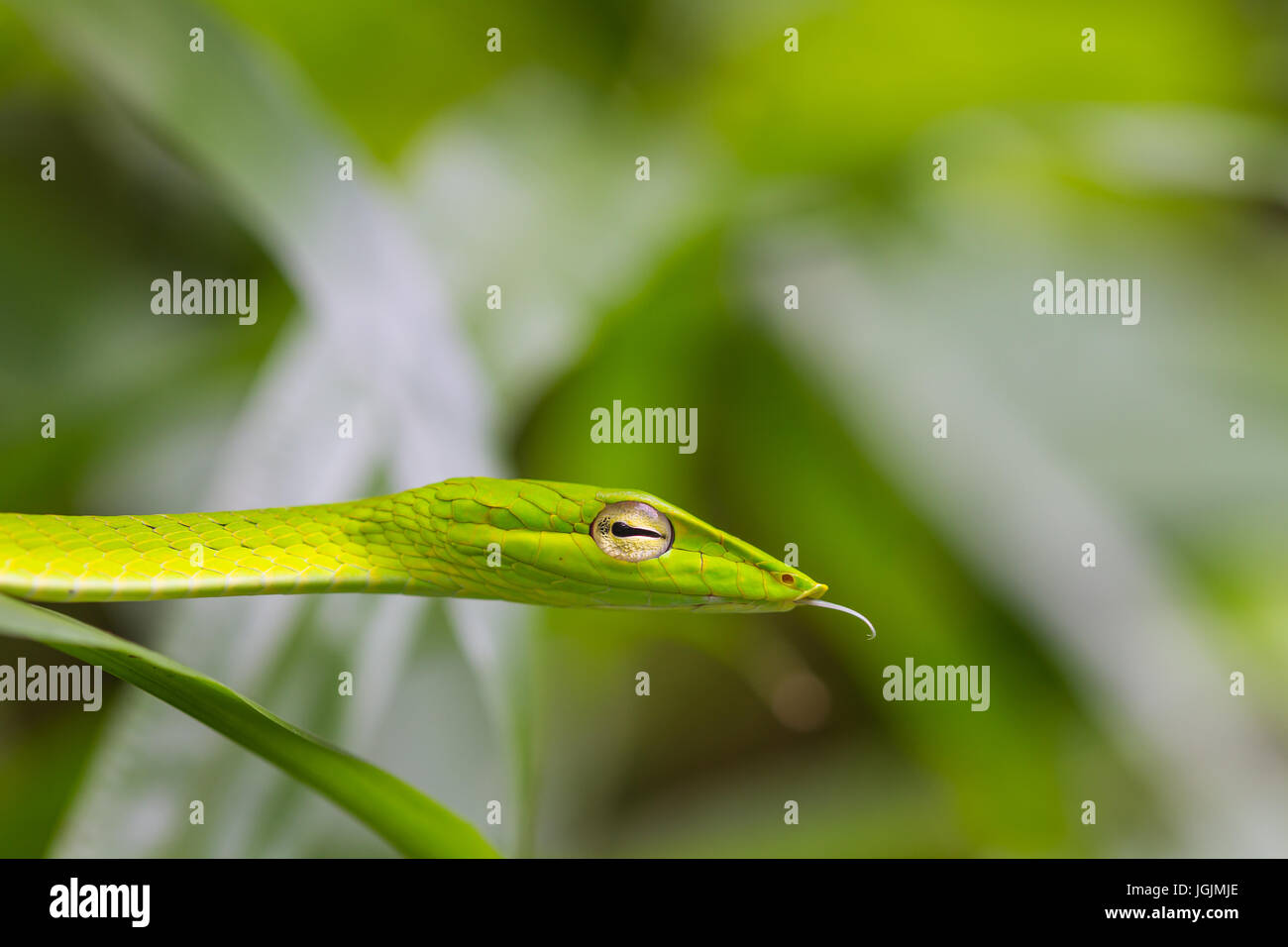 Oriental Whipsnake oder asiatischen Rebe Schlange (Ahaetulla Prasina) Stockfoto