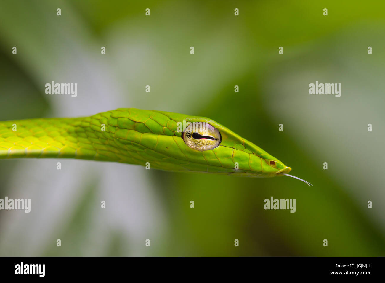 Oriental Whipsnake oder asiatischen Rebe Schlange (Ahaetulla Prasina) Stockfoto