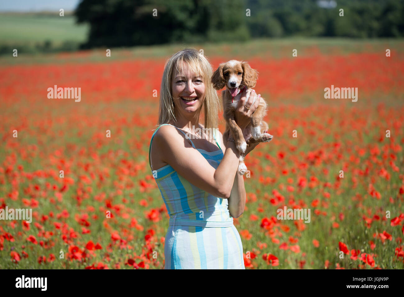 Eynsford, Kent, Vereinigtes Königreich. 7. Juli 2017. Elizabeth Cooper mit 11 Wochen alten Cockapoo Welpen Pip in einem Feld von Mohn in Eynsford, Kent, heute abgebildet. Rob Powell/Alamy Live-Nachrichten Stockfoto