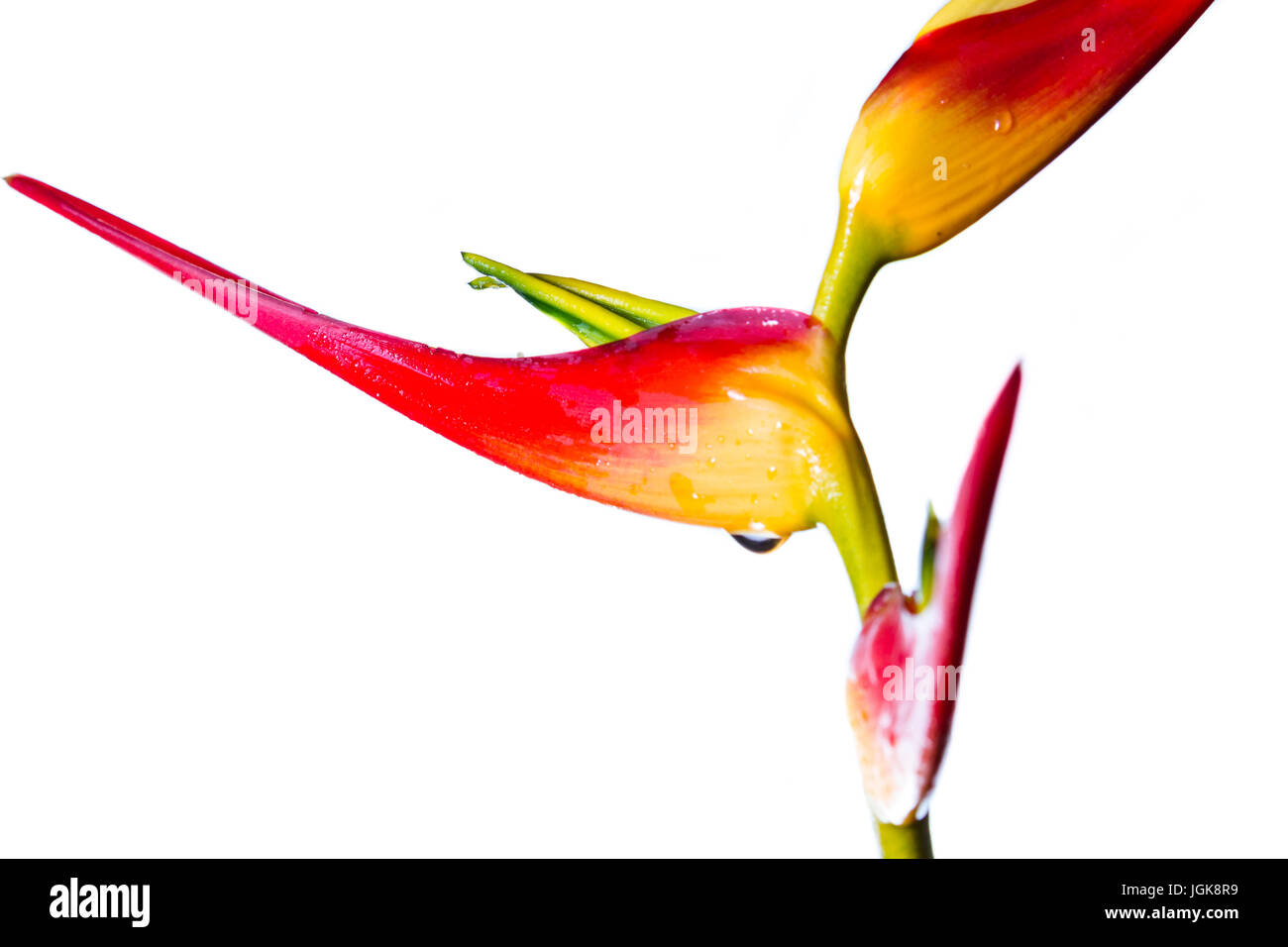 Nahaufnahme von einer wunderschönen tropischen Heliconia Latispatha mit lebendigen Farben, die auf einem weißen Hintergrund isoliert Stockfoto