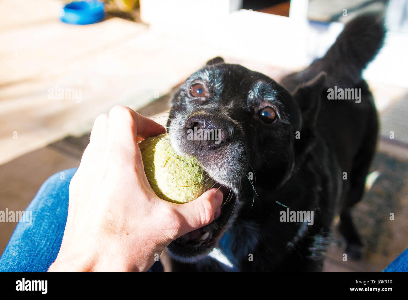 Hund mit ball Stockfoto