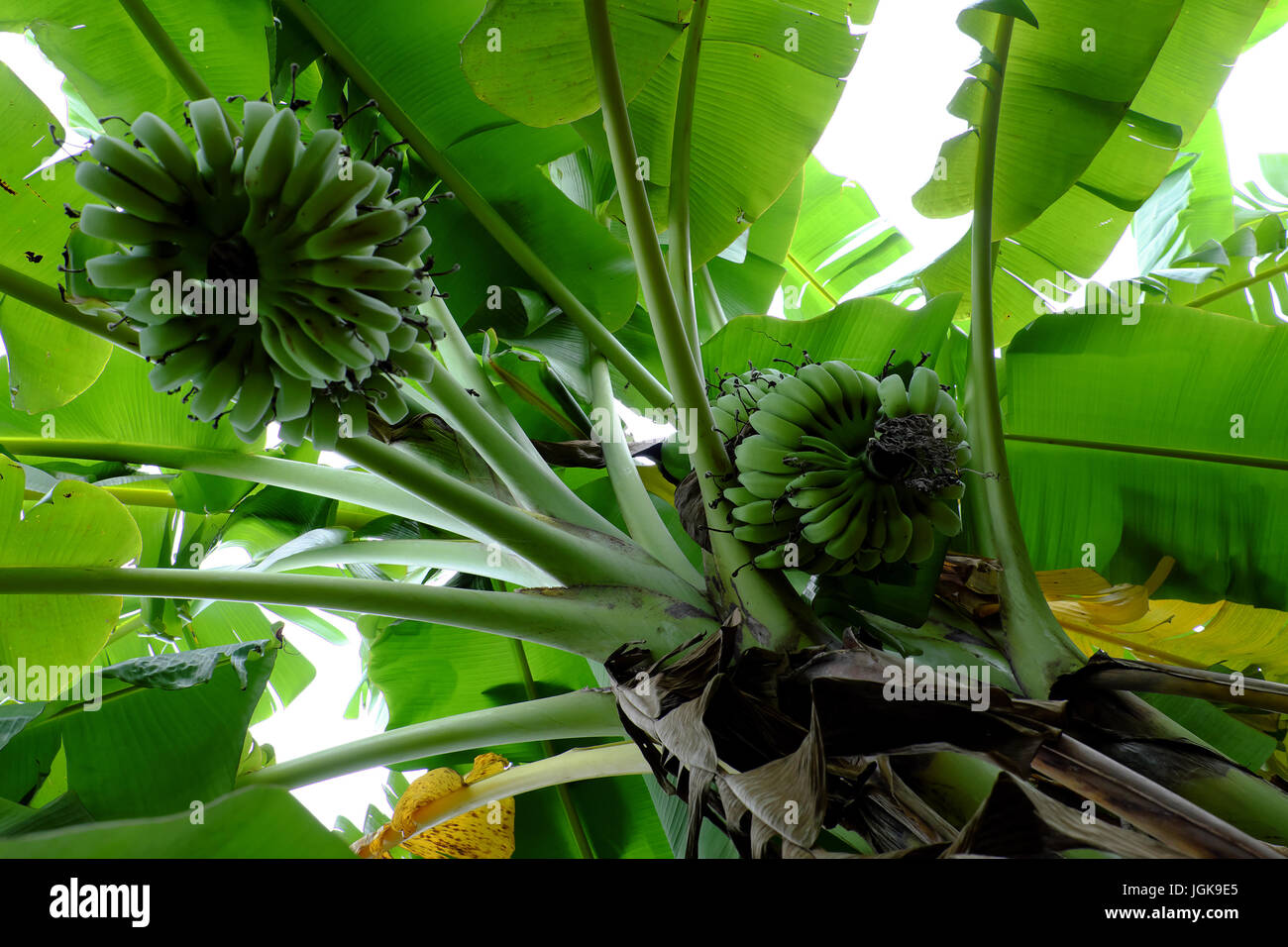'banana farm' Fotos und Bildmaterial in hoher Auflösung Alamy