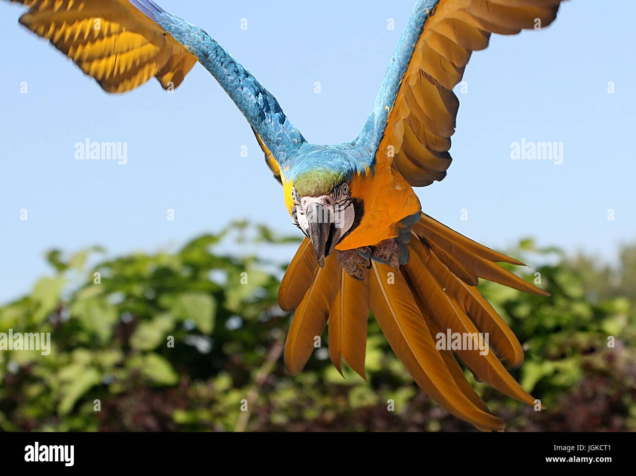 Extreme Nahaufnahme einer südamerikanischen blau und Gold Ara abheben, schnell in Richtung der Kameras. Stockfoto