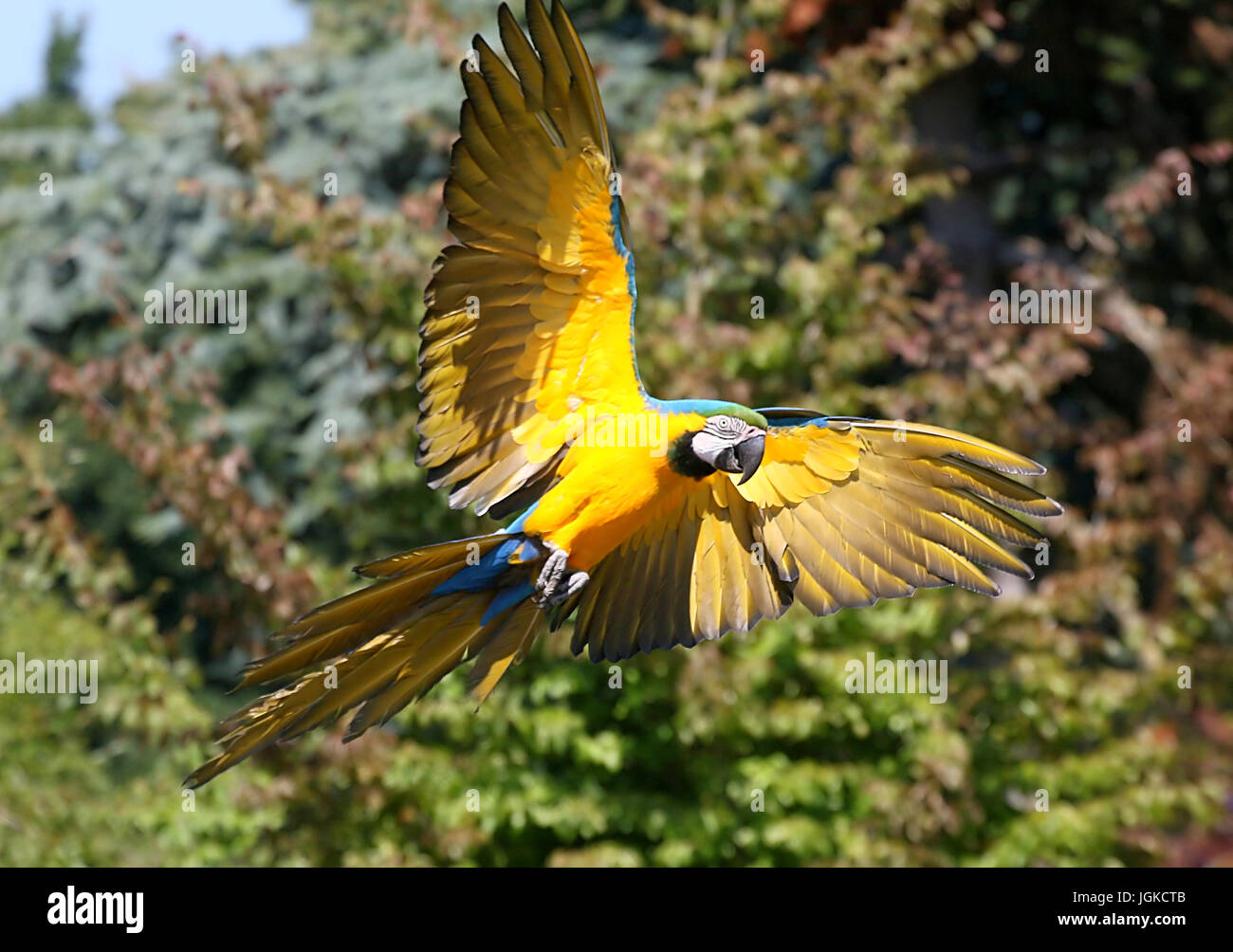 Extreme Nahaufnahme einer schnell fliegenden südamerikanischen blau und Gold Ara ausziehen, kommend in Richtung der Kamera. Stockfoto