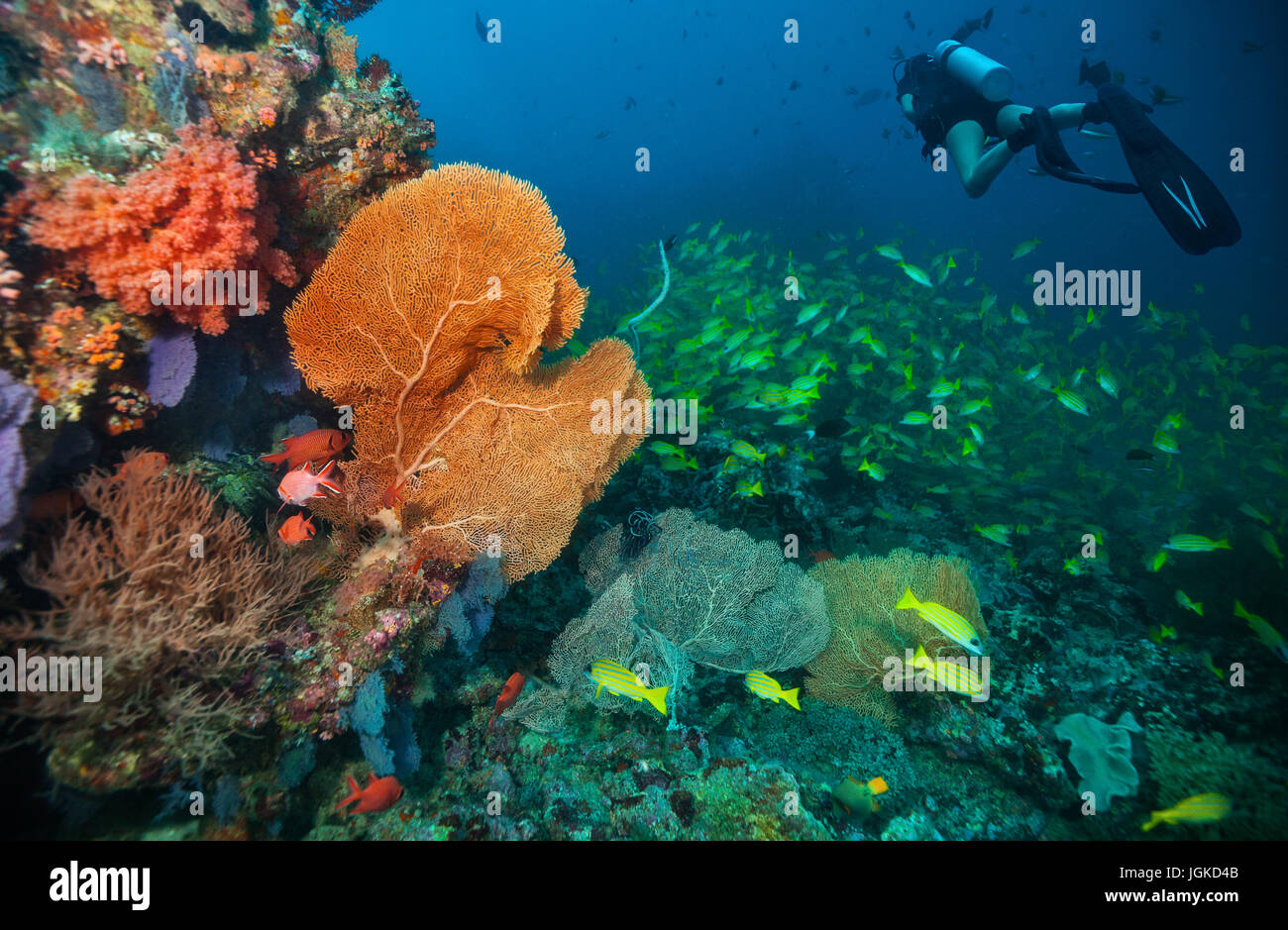 Taucher, Korallenriffe, Atolle der Malediven, Indischer Ozean zu erkunden. Viel schöne farbige kleine Fische und Weichkorallen im Vordergrund Stockfoto