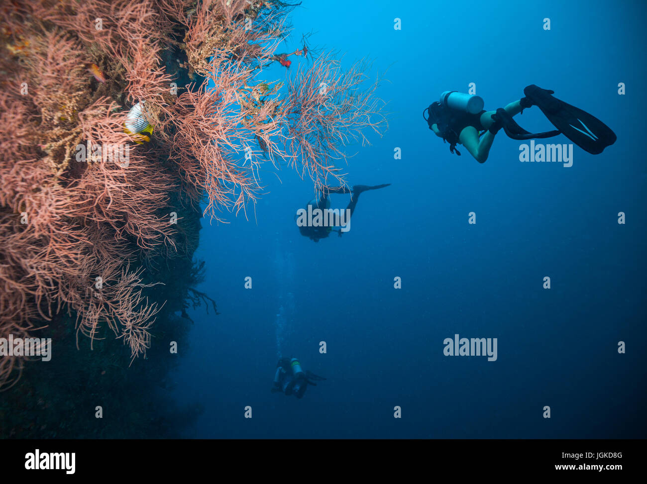 Gruppe von Tauchern Korallenriffe, Atolle der Malediven, Indischer Ozean zu erkunden. Viel schöne farbige kleine Fische und Weichkorallen im Vordergrund Stockfoto