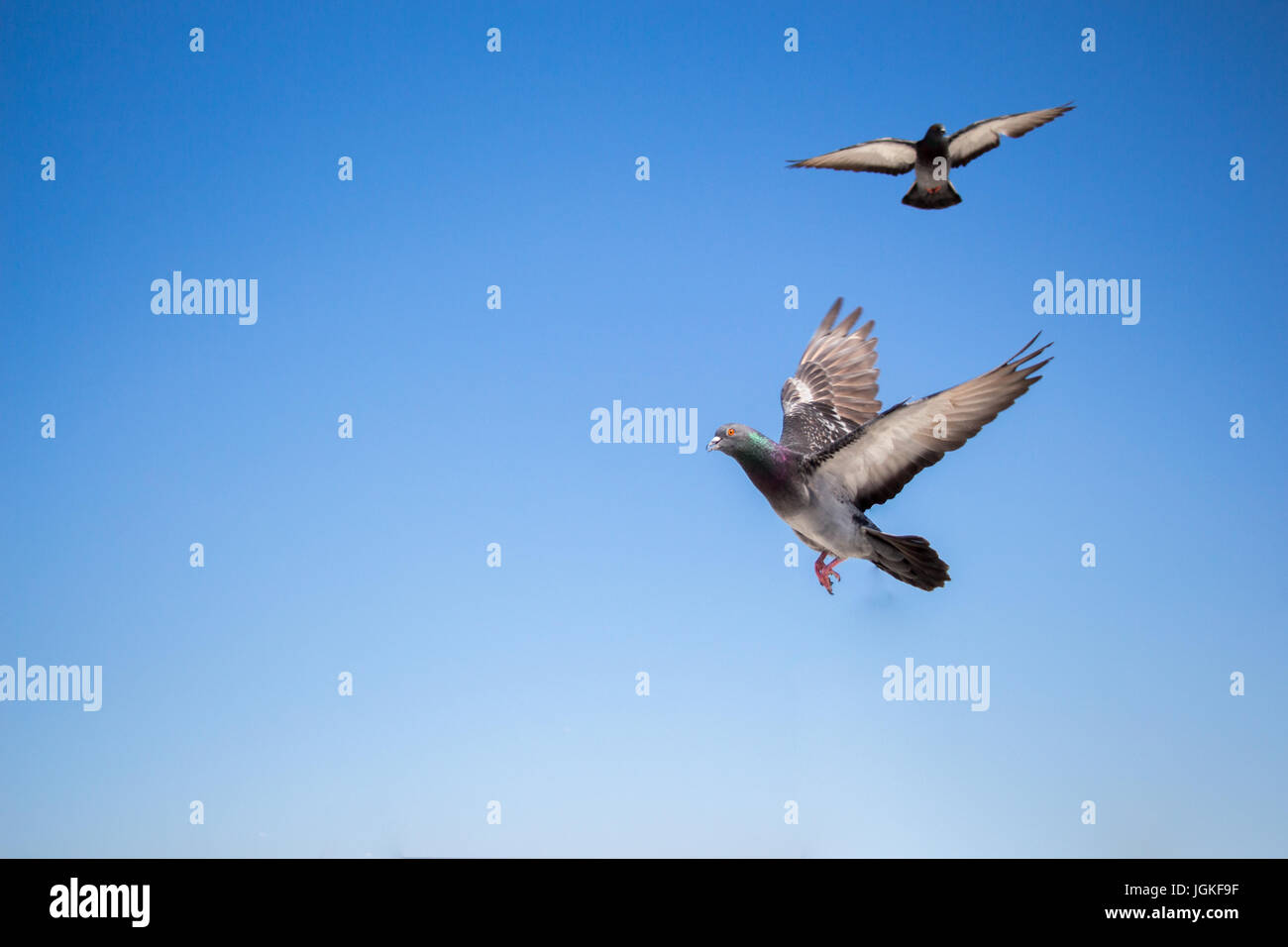 Öffnen Sie zwei Tauben in der Luft mit Flügeln Stockfoto