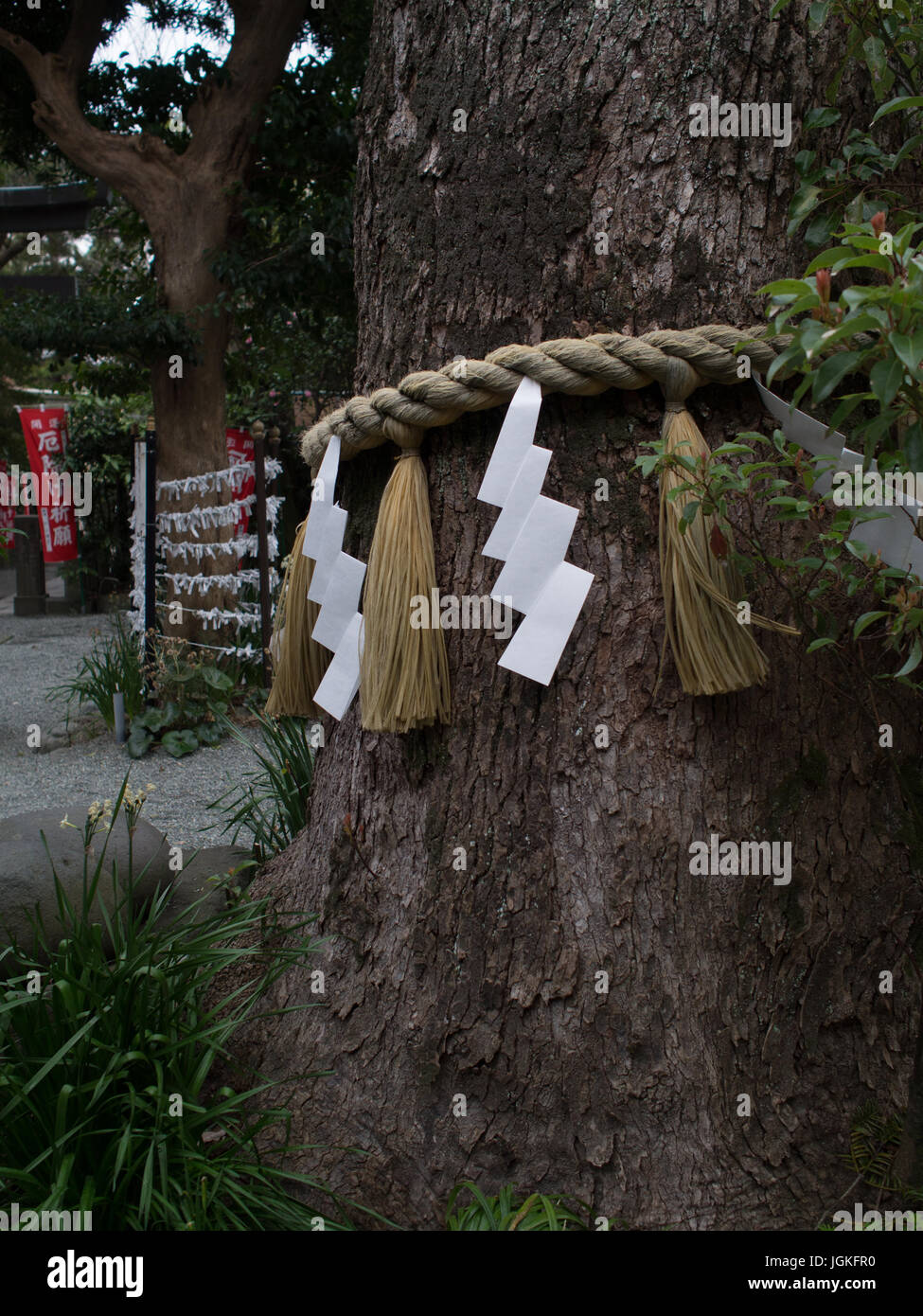 Beispiellose Zick Zack Papier Stramers auf Shimenawa Seil um heilige Baum mit Omikuji Vermögen hinter. Stockfoto