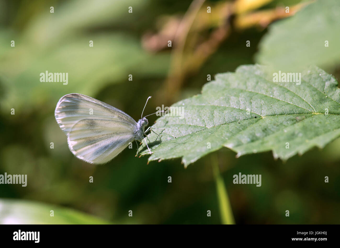 Holz weißer Schmetterling (Leptidea Sinapis) Stockfoto