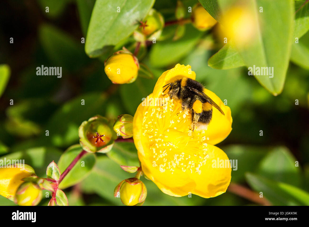 Bumble Bees sammeln Pollen von Rose von Sharon Stockfoto