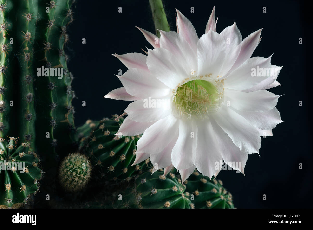 50 schönsten blumen der welt -Fotos und -Bildmaterial in hoher Auflösung –  Alamy