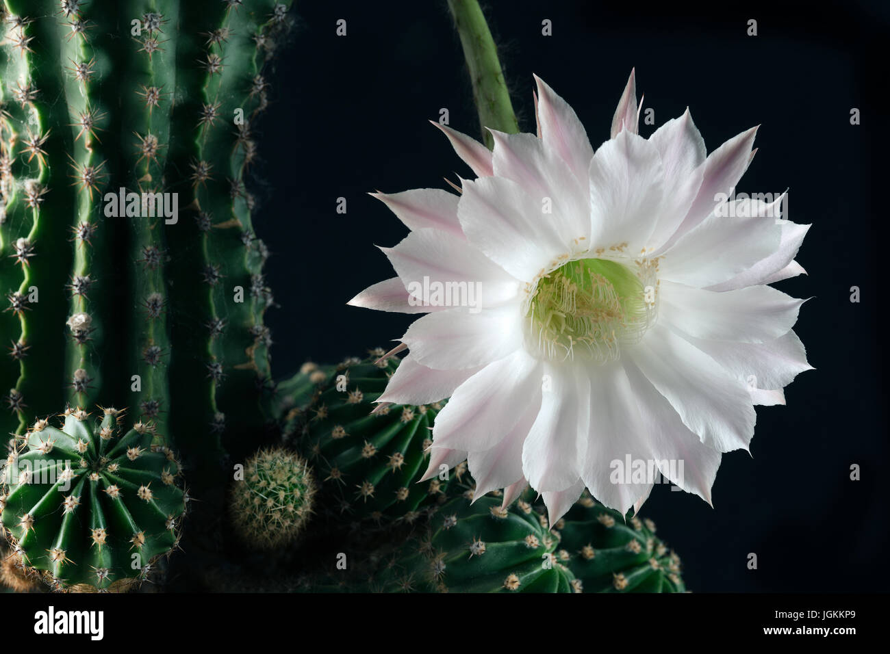 Nahaufnahme der schönen Blume eines Kaktus Anlage Stockfoto
