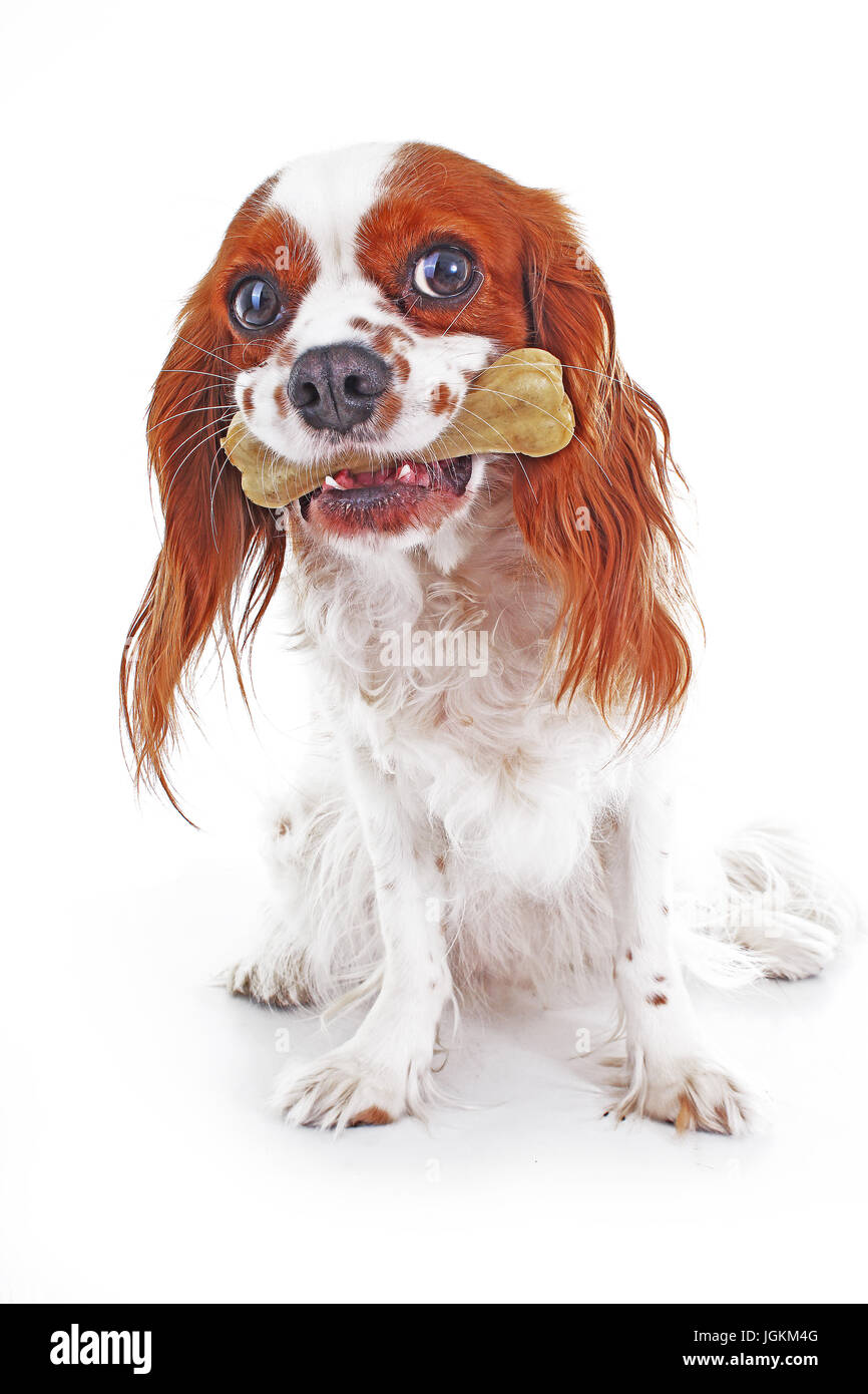 Hund mit Knochen behandeln. Süße Cavalier King Charles Spaniel Fotos auf weißem Hintergrund. Stockfoto