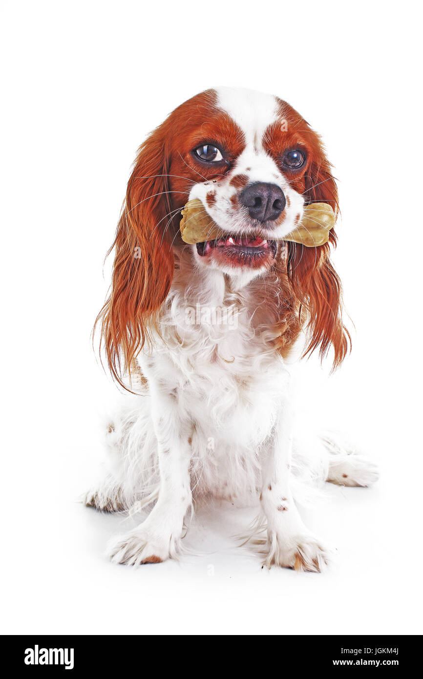 Hund mit Knochen behandeln. Süße Cavalier King Charles Spaniel Fotos auf weißem Hintergrund. Stockfoto
