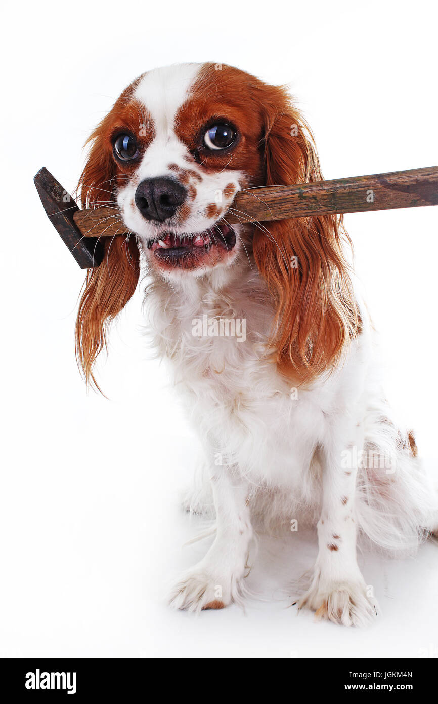 Hund mit Hummer. Süße Cavalier King Charles Spaniel Fotos auf weißem Hintergrund. Stockfoto