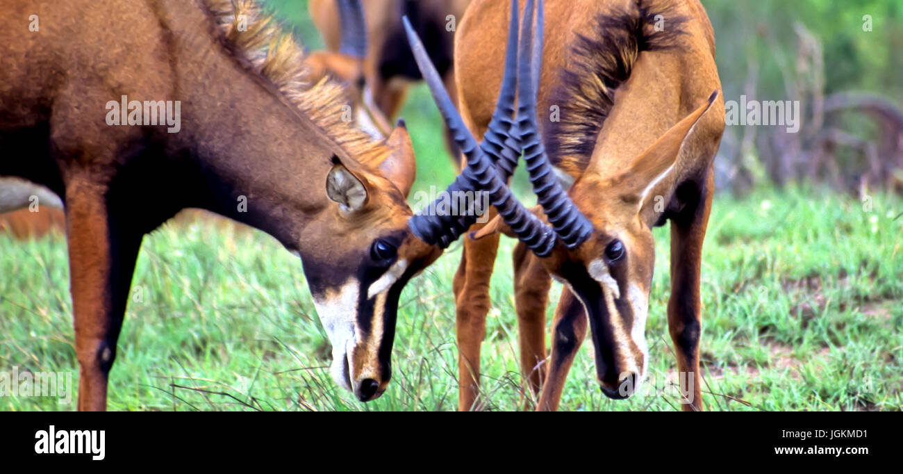 RS 7147.  Hintergründe; Farben; Farben; Display, Rappenantilope, Hippotragus Niger, Shimba Hills Park, Kenia, Ostafrika Stockfoto