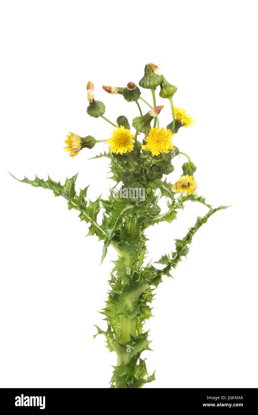 Stachelige Sau-Distel, Sonchus Asper, Blüten, Knospen, Samenköpfe und stacheligen Blätter isoliert gegen weiß Stockfoto