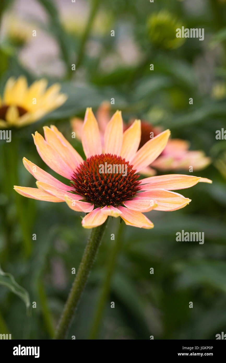 Echinacea "Sommerhimmel" Blume. Stockfoto