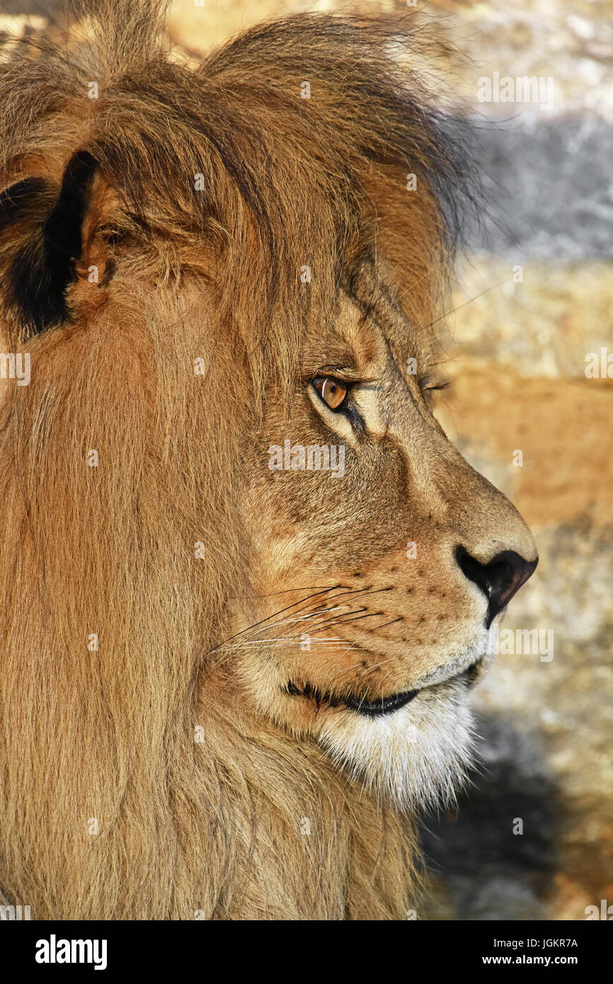 Nahaufnahme Seite Profilbildnis von niedlichen Reifen männlichen afrikanischen Löwen mit schönen Mähne, wegschauen Stockfoto