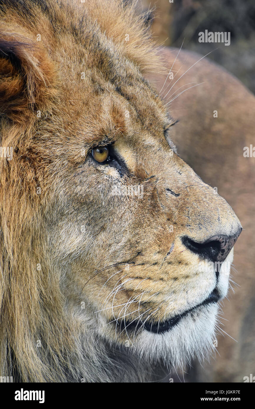 Extreme Nahaufnahme Seite Profilbildnis von Reifen männlichen afrikanischen Löwen mit schönen Mähne, wegsehen, erhöhte Ansicht Stockfoto