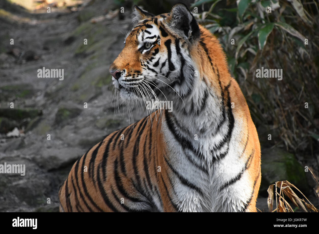 Seite Profilbildnis des sibirischen Tigers (Amur-Tiger, Panthera Tigris Altaica) über Felsen, Stein und Wald hautnah Stockfoto