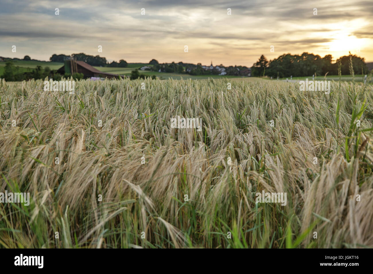 Getreidefeldern in der Schweiz Stockfoto