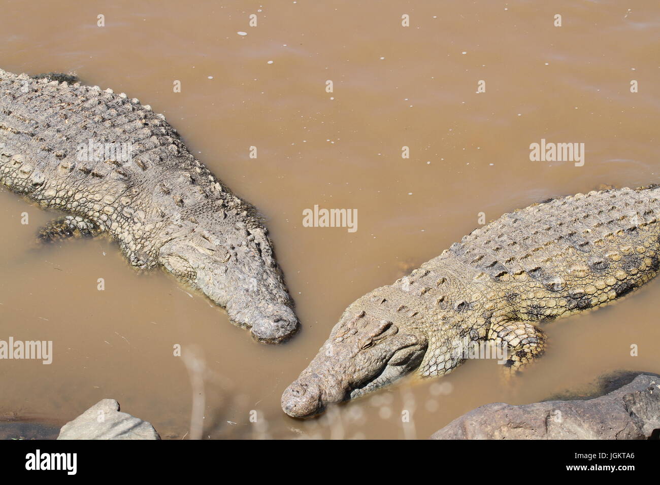 Krokodile im Mara River Stockfoto