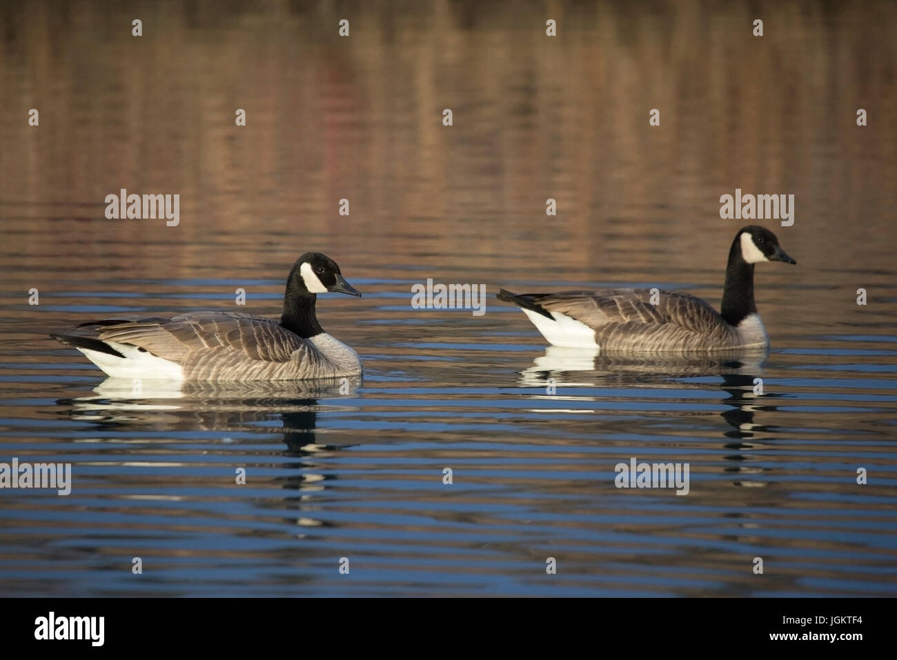 Paar Kanadagans (Branta Canadensis) Baden im Teich Stockfoto