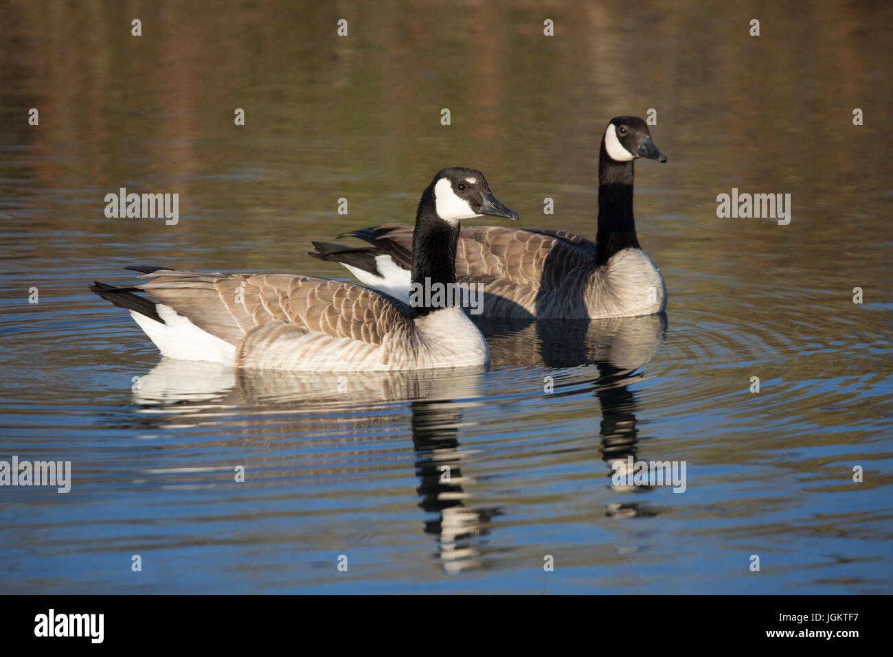 Paar Kanadagans (Branta Canadensis) Baden im Teich Stockfoto