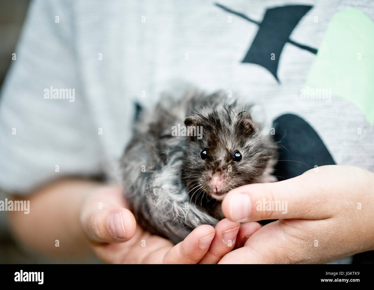 Junge Meerschweinchen in den Händen halten Stockfoto