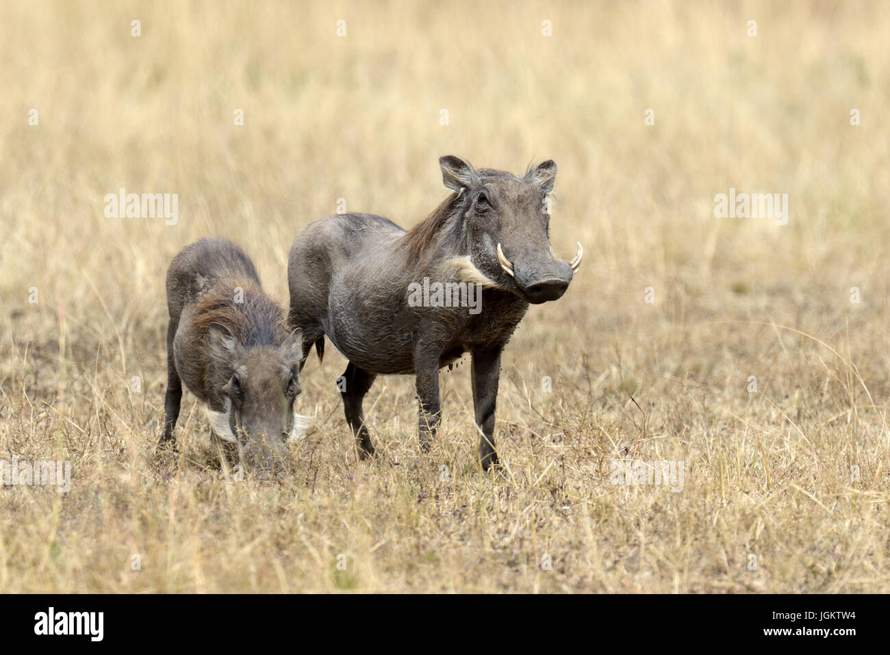 Warzenschwein an der Nationalparks von Kenia, Afrika Stockfoto