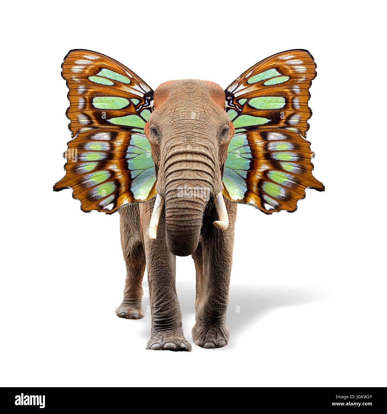 Enge Elefant mit Schmetterlingsflügeln isoliert auf weißem Hintergrund Stockfoto