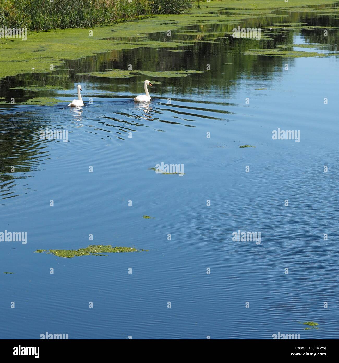 Zwei Schwäne gleiten am Exeter Kanal Stockfoto