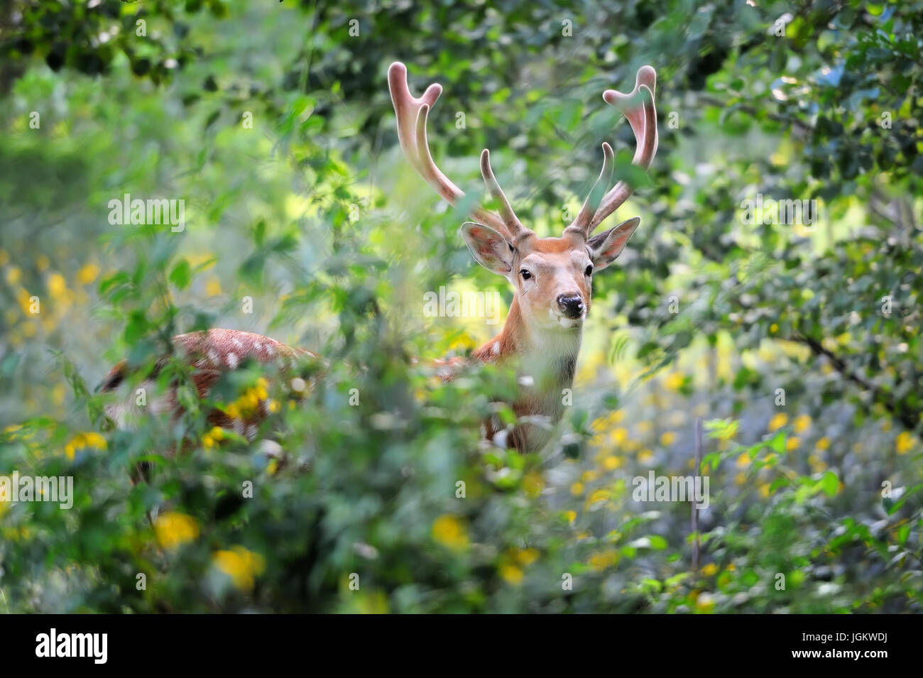 Whitetail Deer stehend in Sommerholz Stockfoto