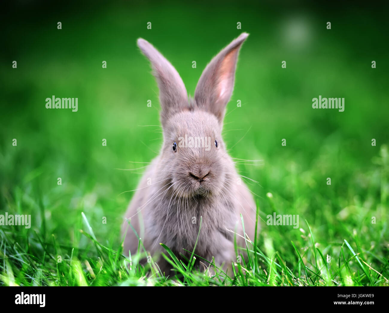 Häschen auf dem grünen Rasen im Sommertag Stockfoto