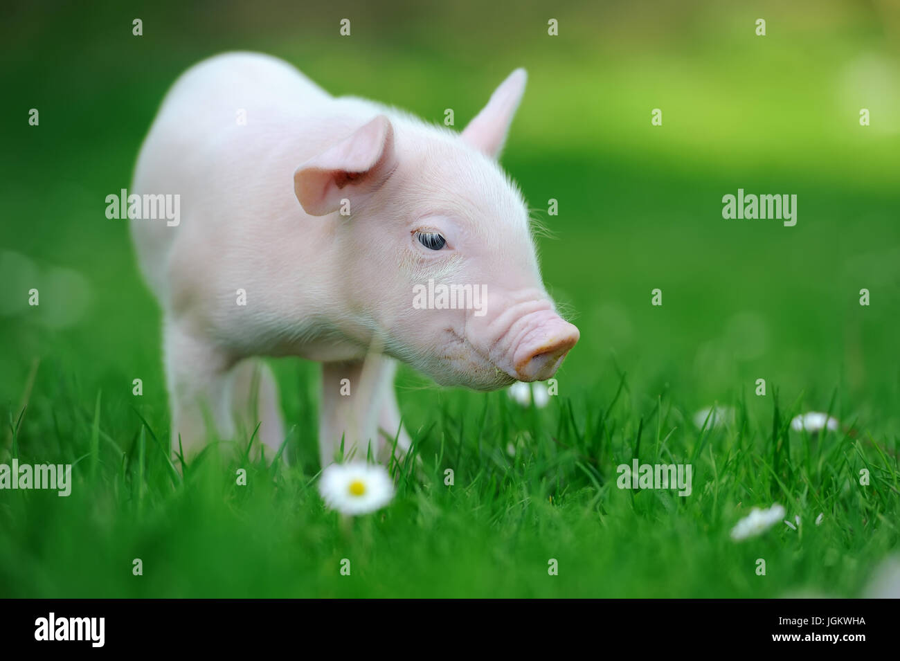 Lustige Jungschwein auf einem Rasen Frühlingsgrün Stockfoto
