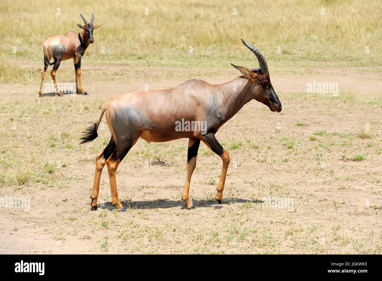 Topi Antilope (Damaliscus Lunatus) in Kenias Masai Mara Reserve Stockfoto