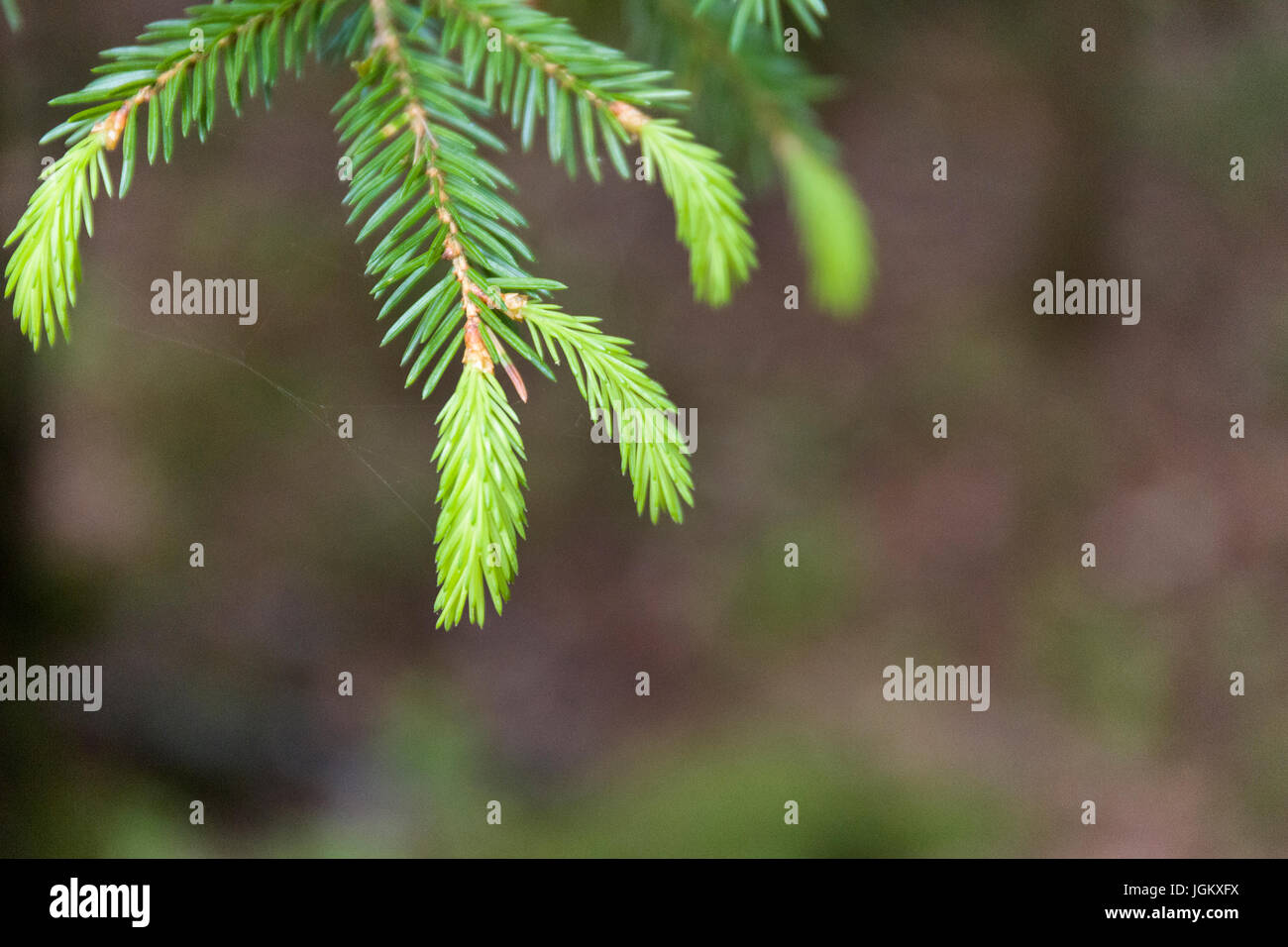 Frisches Wachstum auf Pine Tree Model Release: Nein Property Release: Nein. Stockfoto