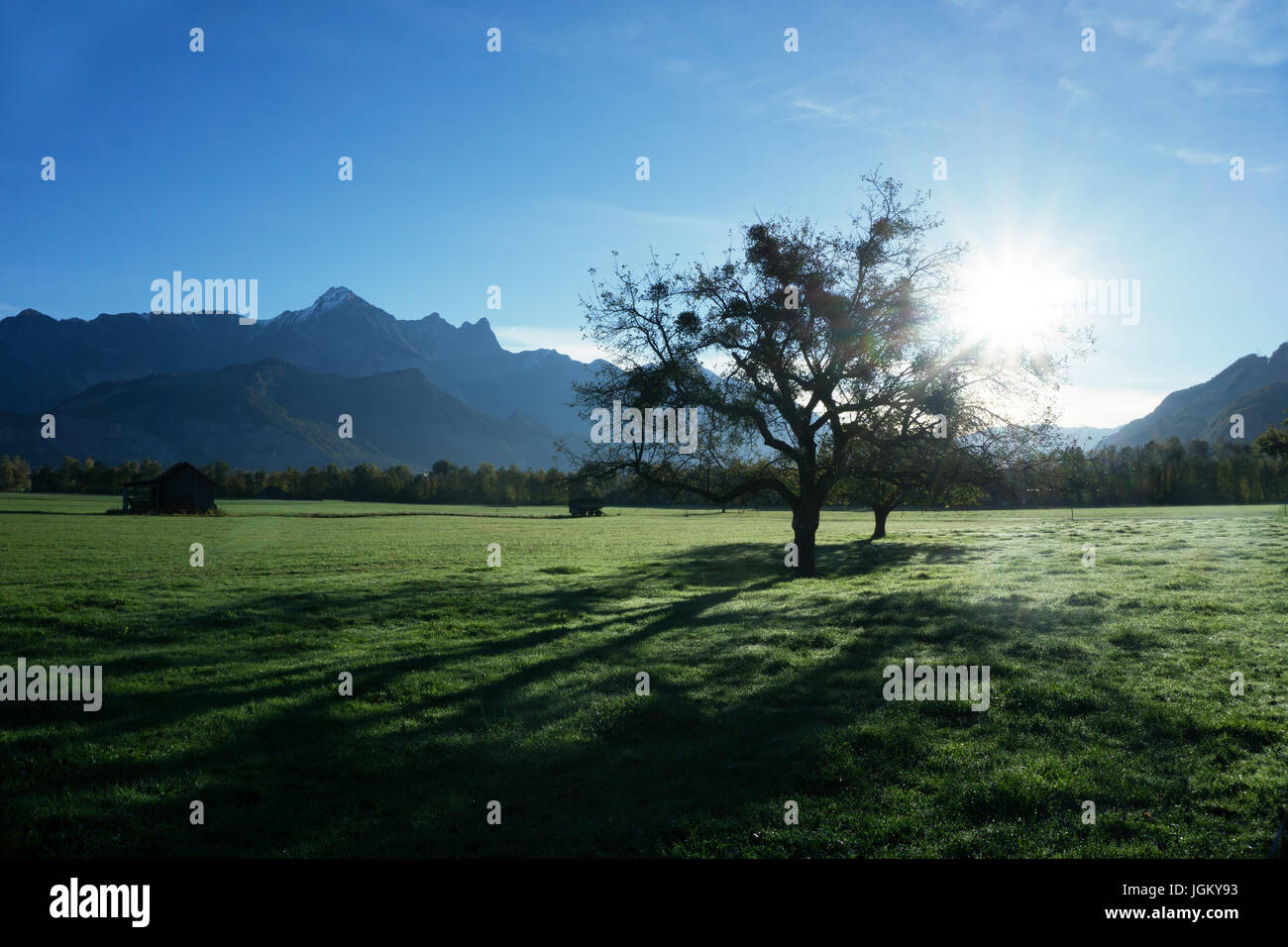 Europe Swizz St. Gallen - ein Baum steht auf einer Weide im Hinterlicht, im Hintergrund die Schweizer Berge Stockfoto