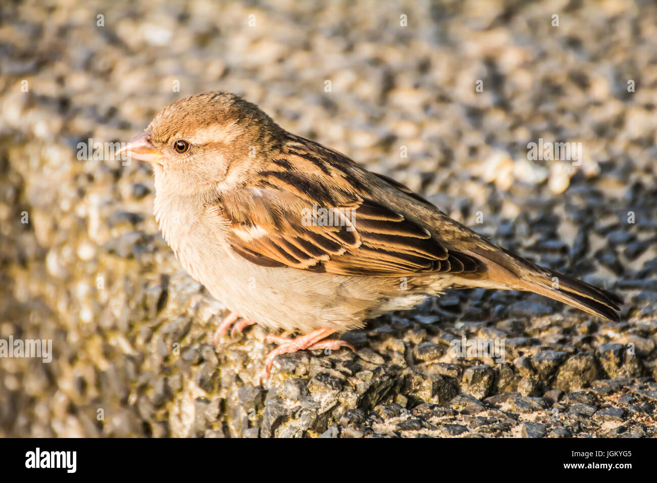 Haussperling (Passer Domesticus) ist ein Vogel der Spatz Familie Passeridae, gefunden in den meisten Teilen der Welt Stockfoto