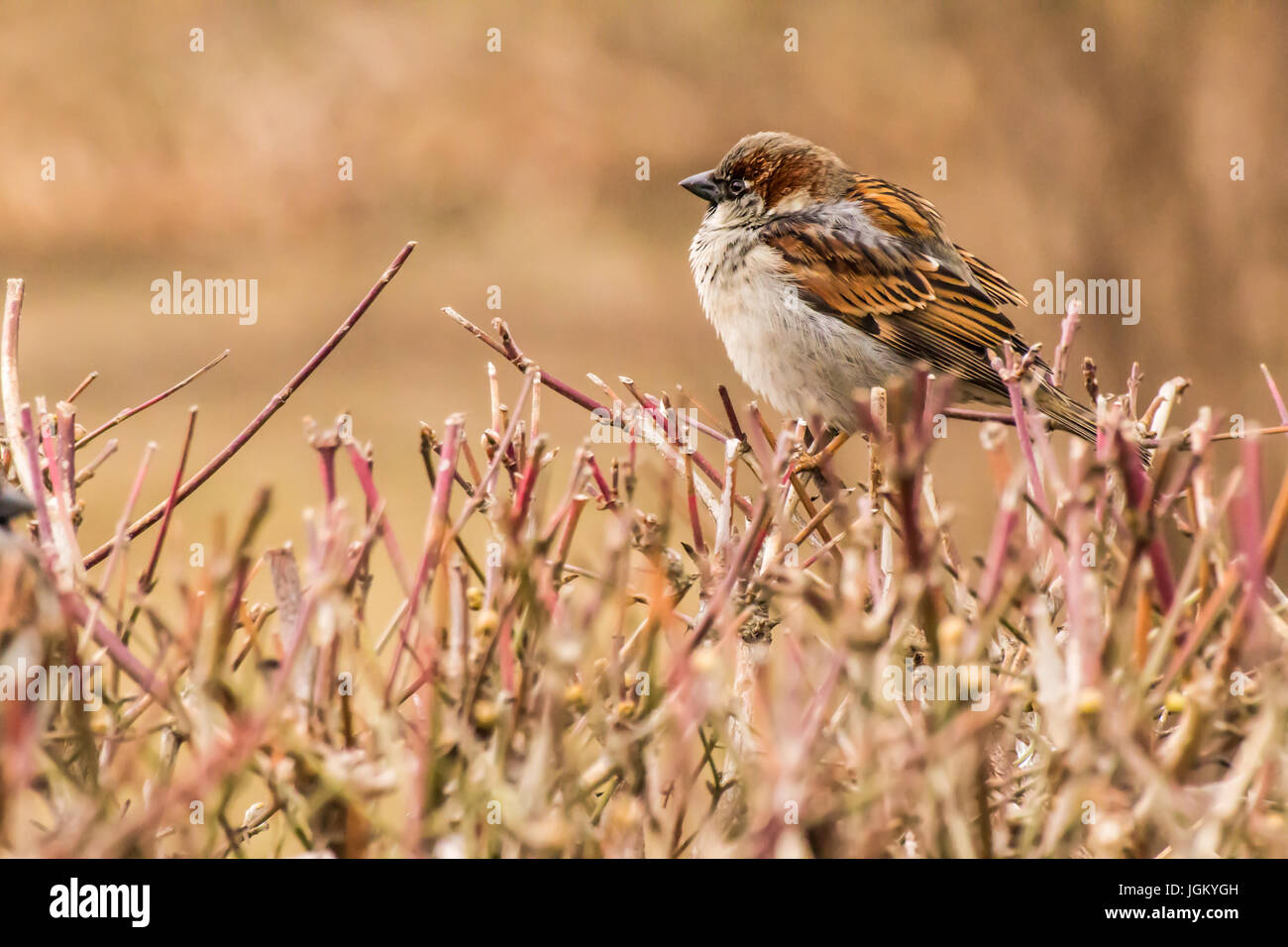 Haussperling (Passer Domesticus) ist ein Vogel der Spatz Familie Passeridae, gefunden in den meisten Teilen der Welt Stockfoto