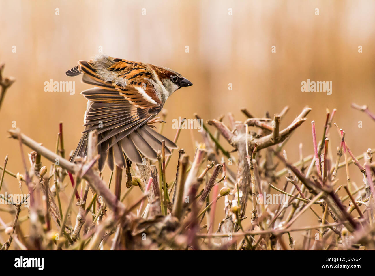 Haussperling (Passer Domesticus) ist ein Vogel der Spatz Familie Passeridae, gefunden in den meisten Teilen der Welt Stockfoto