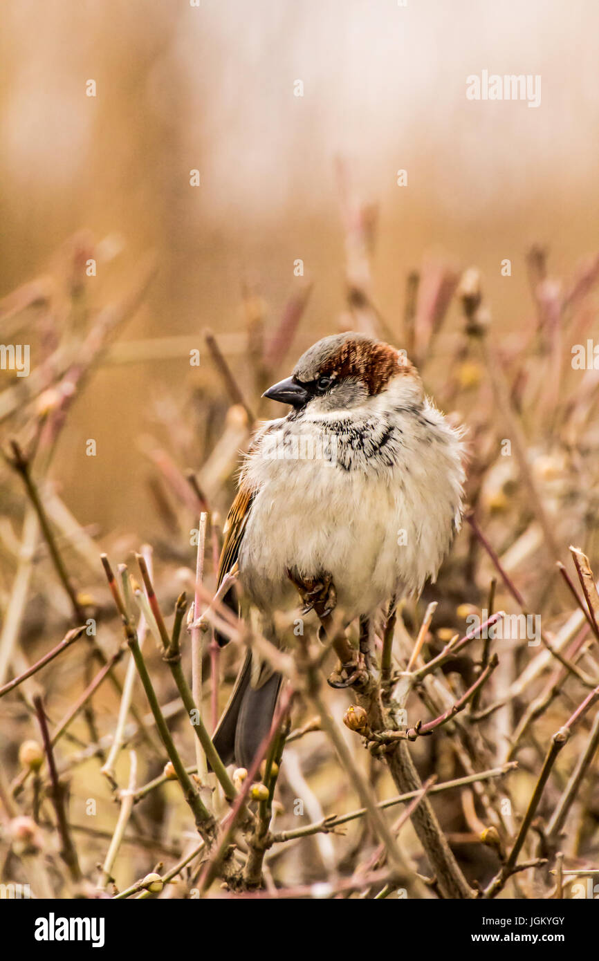 Haussperling (Passer Domesticus) ist ein Vogel der Spatz Familie Passeridae, gefunden in den meisten Teilen der Welt Stockfoto