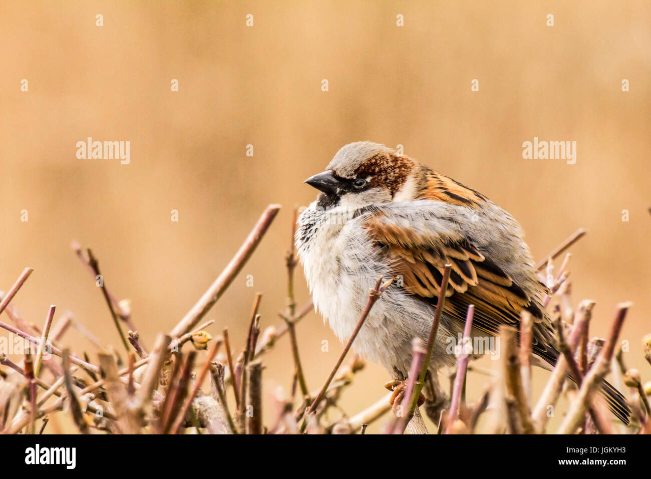 Haussperling (Passer Domesticus) ist ein Vogel der Spatz Familie Passeridae, gefunden in den meisten Teilen der Welt Stockfoto