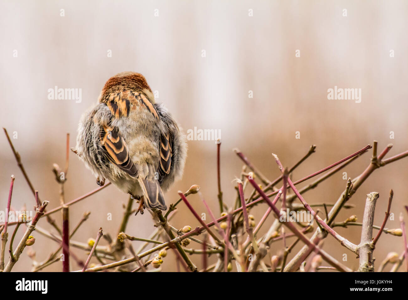Haussperling (Passer Domesticus) ist ein Vogel der Spatz Familie Passeridae, gefunden in den meisten Teilen der Welt Stockfoto