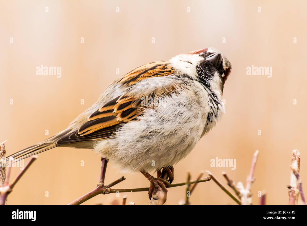 Haussperling (Passer Domesticus) ist ein Vogel der Spatz Familie Passeridae, gefunden in den meisten Teilen der Welt Stockfoto