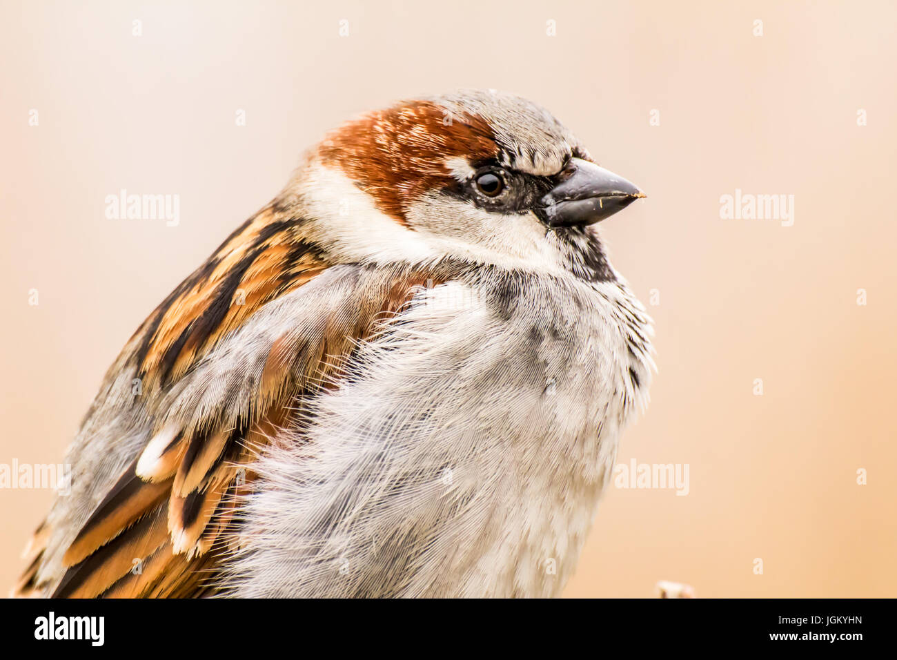 Haussperling (Passer Domesticus) ist ein Vogel der Spatz Familie Passeridae, gefunden in den meisten Teilen der Welt Stockfoto