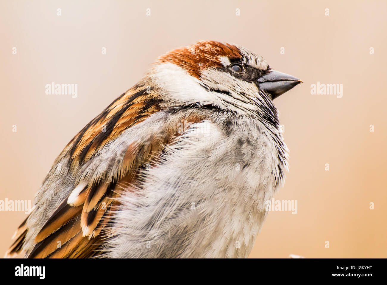 Haussperling (Passer Domesticus) ist ein Vogel der Spatz Familie Passeridae, gefunden in den meisten Teilen der Welt Stockfoto